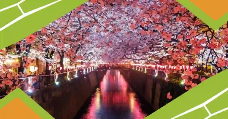 Tokyo Cherry Blossom Festivals