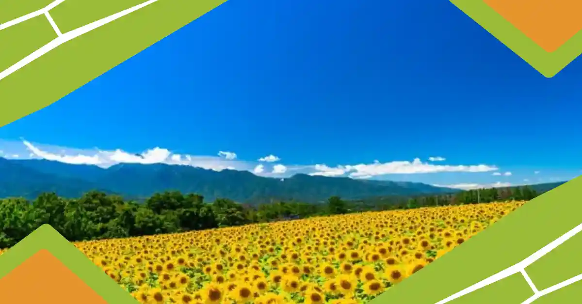 Summer in Japan
